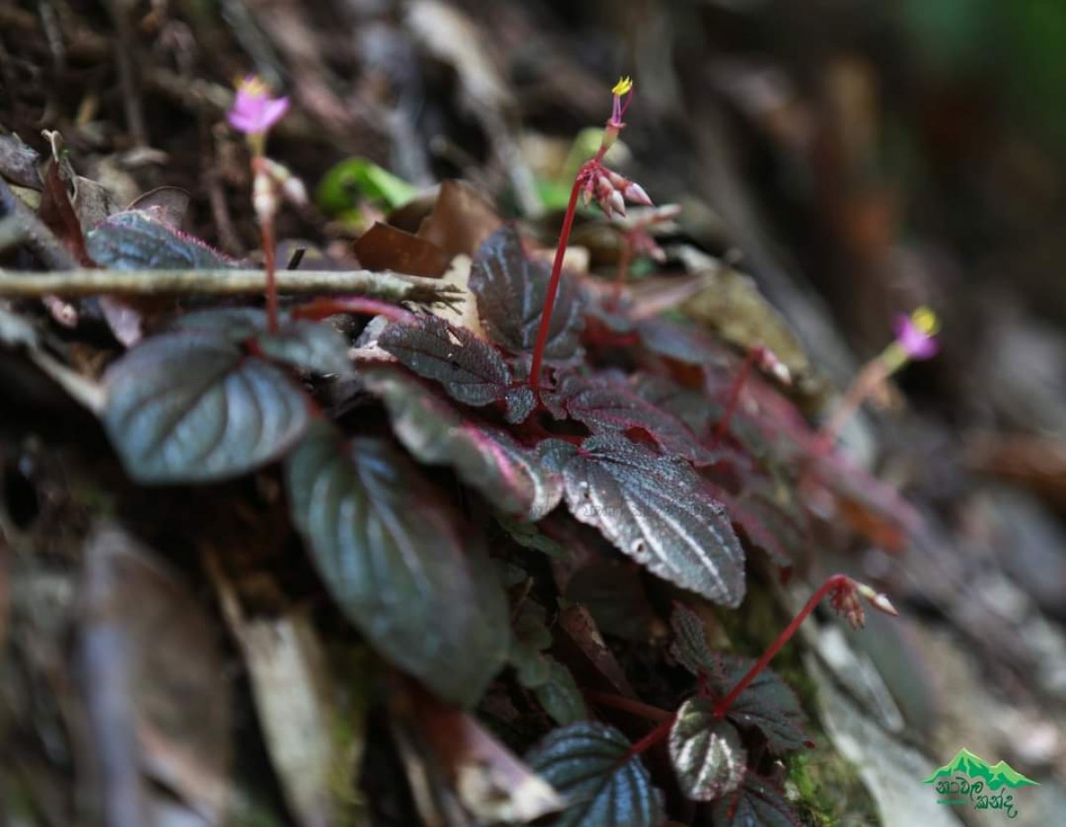 Sonerila pedunculosa Thwaites